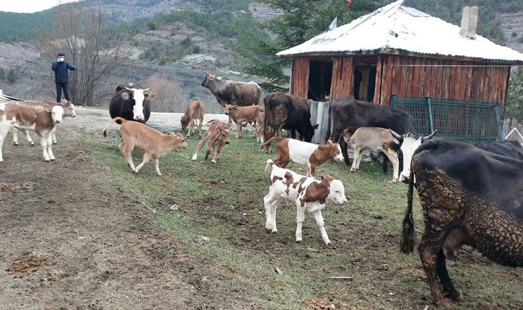 200 büyükbaş kapasiteli otelde tüm bakımlar yapılıyor