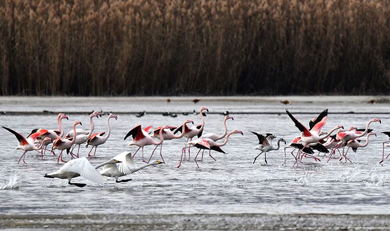 Küresel iklim değişimi flamingoları etkiledi, son 10 yıldır gitmiyorlar