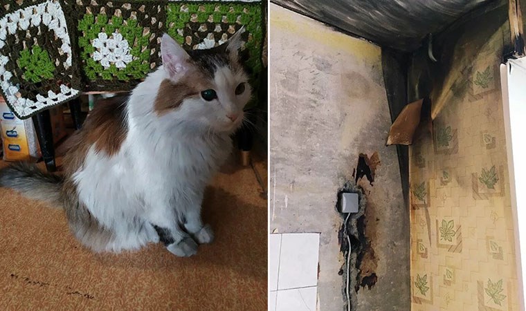 Lyoşa lakaplı kedi, sahibini  ısırarak ölümden kurtardı