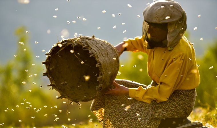 Honeyland: Hatice Muradova'nın 'bal ülkesindeki' yaşamını anlatan Kuzey Makedonya yapımı belgesel