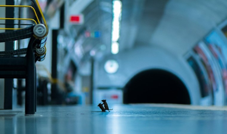 Doğal yaşam fotoğrafları: Dövüşen metro fareleri halk jürisi ödülünü kazandı