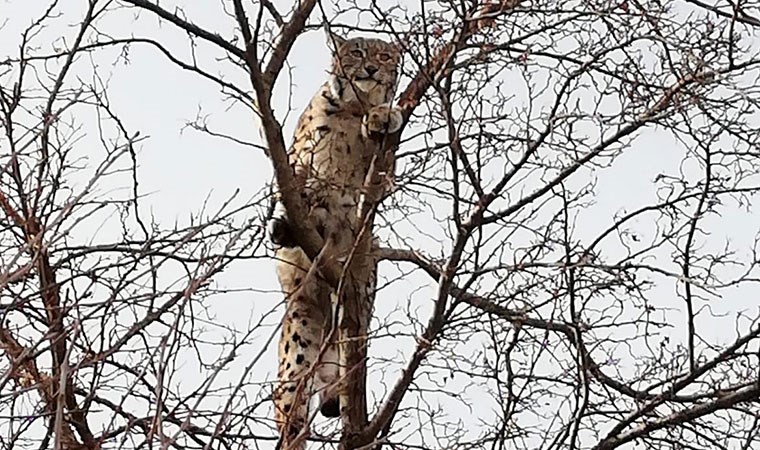 Kırmızı listedeki vaşak Erzincan’da görüntülendi