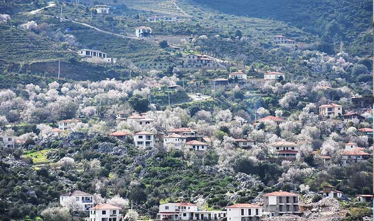 Marmaris'te badem ağaçları çiçek açtı