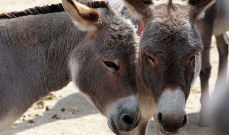 Kenya et ve derileri için eşek kesmeyi yasaklıyor