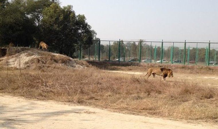 Pakistan'da 17 yaşındaki gencin kemikleri aslan kafesinde bulundu (27.02.2020)