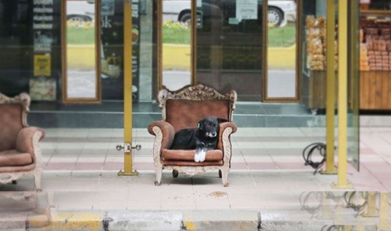 Boş kalan Aydın sokaklarında 'mekânın yeni sahibi'