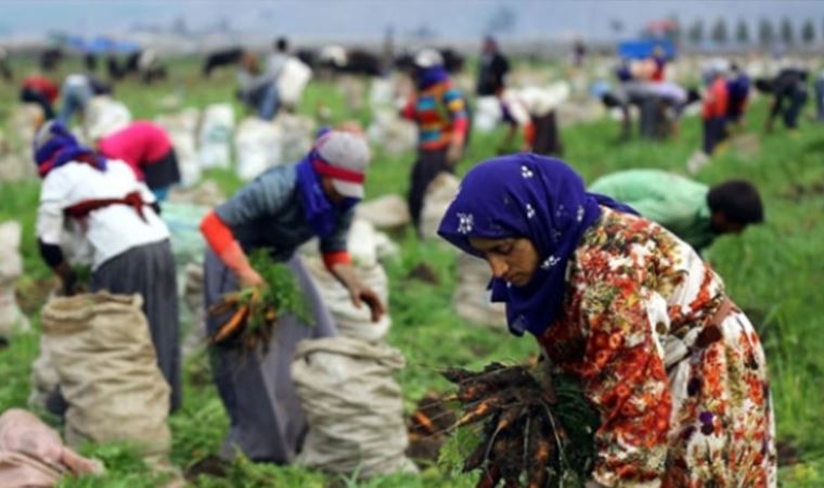 Tarım işçisi tehlikede