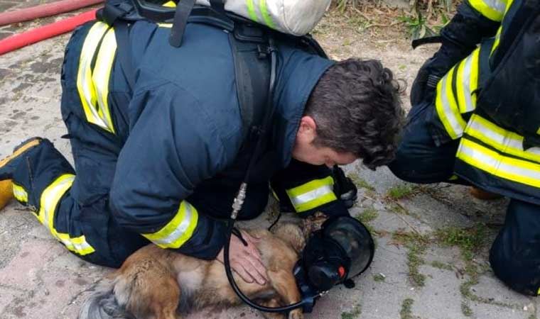 Dumandan zehirlenen iki köpek kalp masajı ile yaşama döndürüldü