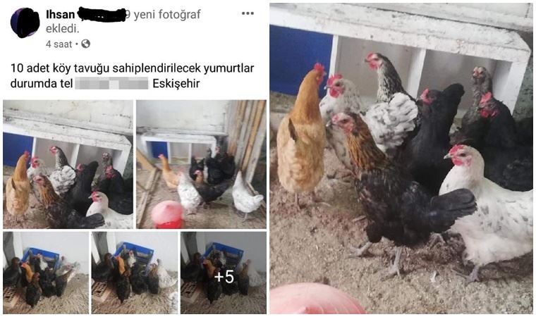 Çaldığı tavukları internetten satışa çıkarınca yakalandı