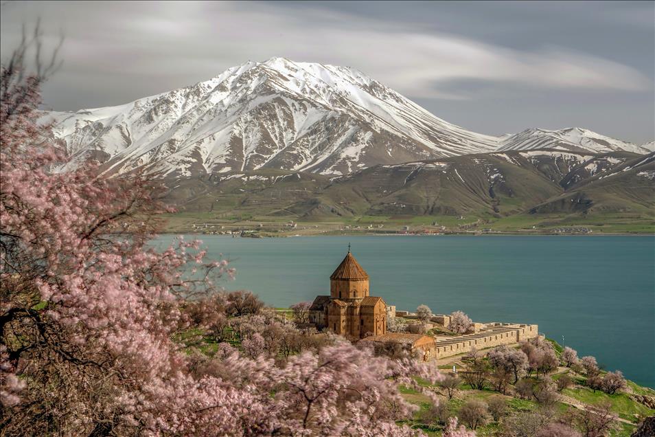 Akdamar Adası çiçek açan badem ağaçlarıyla büyülüyor