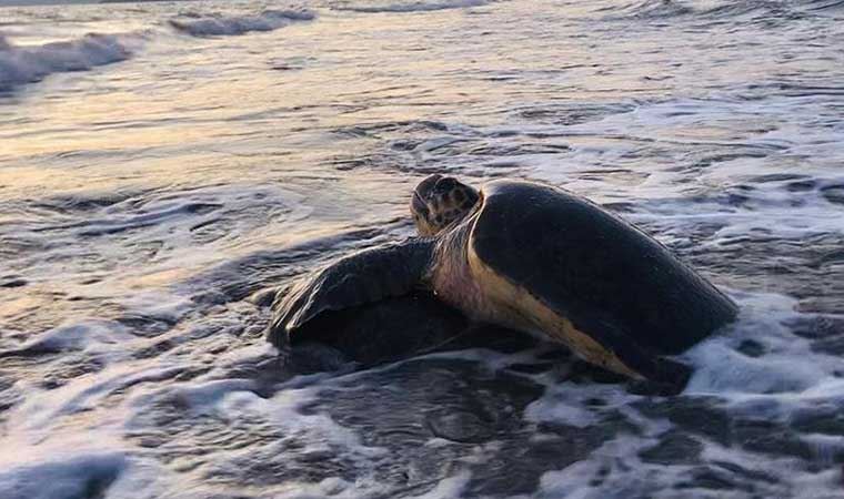 Caretta carettalar İztuzu Plajı'na gelmeye başladı