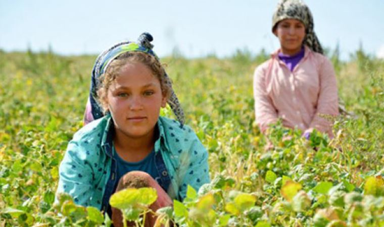 Tarım işçisi çocuklar koronavirüsten nasıl korunacak?