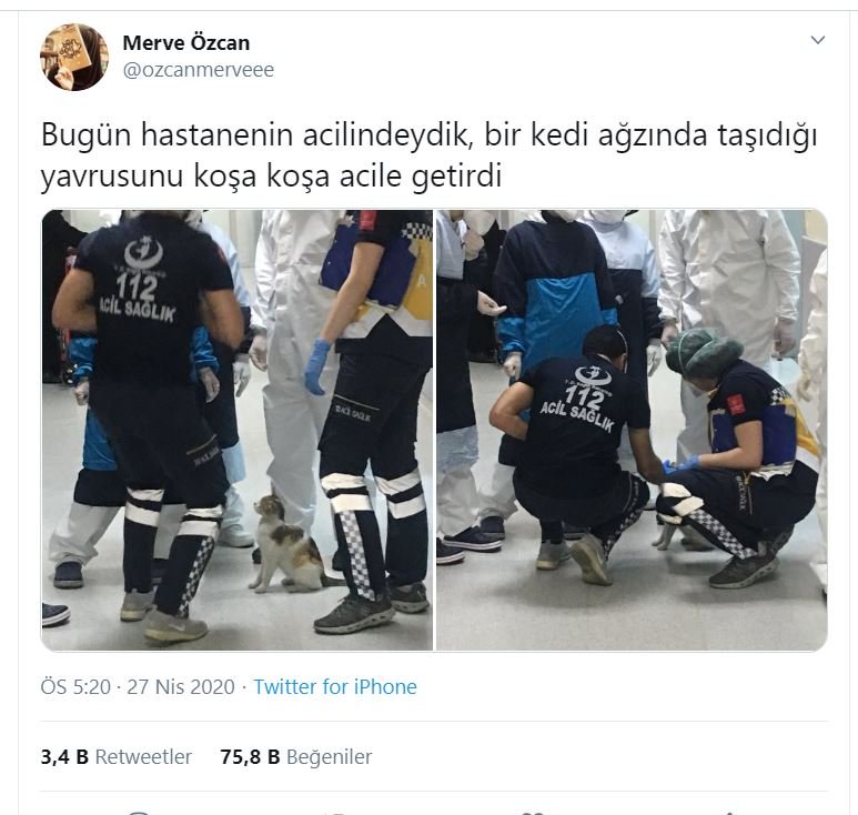 Anne kedi hasta yavrusunu bir hastanenin acil servisine götürüp tedavi ettirdi