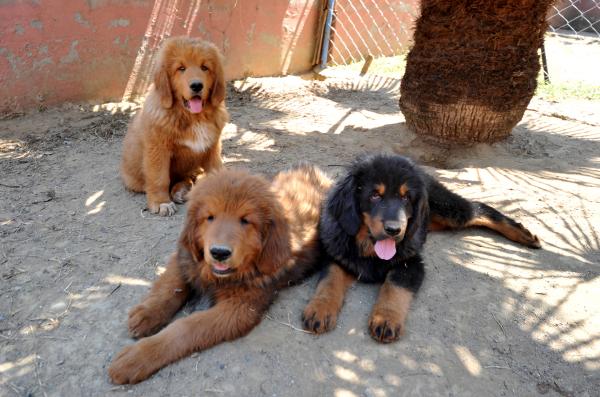 12 ülkeye cins köpek satıyor, değeri 300 bin TL olan da var