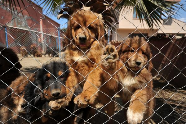 12 ülkeye cins köpek satıyor, değeri 300 bin TL olan da var