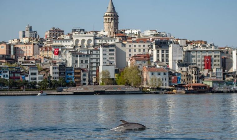 Vahşi hayvanlar, koronavirüs günlerinde daha sessiz bir dünyanın keyfini çıkarıyor