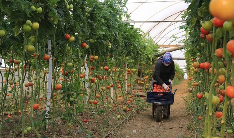 Koronavirüs evimizdeki sebze ve meyveyi de tehdit ediyor