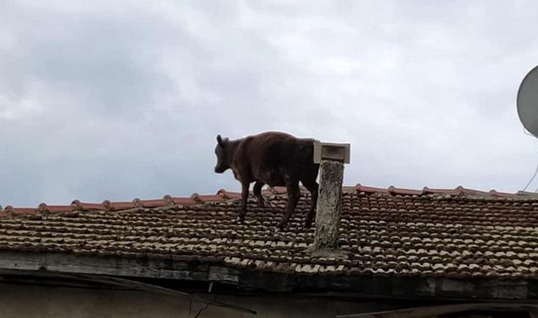 Ahırdan kaçan dana çatıya çıktı