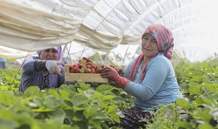 Aydın Büyükşehir Belediyesi'nden çiftçiye alım desteği