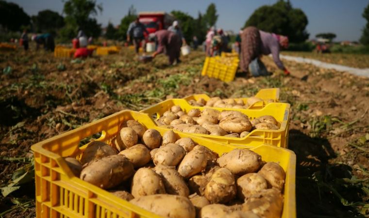 Patates ithalatına gözetim uygulanacak