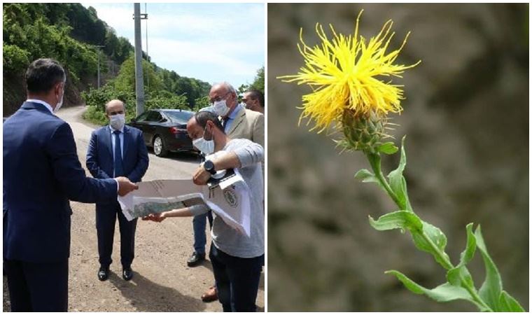 Yol çalışması, endemik 'peygamber çiçeği'ne göre yapılacak