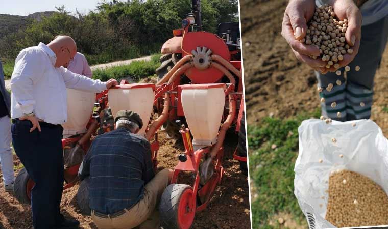 Menteşe'de ata tohumları toprakla buluşuyor