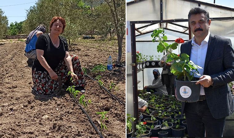 Dikili ve Karaburun'da çiftçiye fide desteği