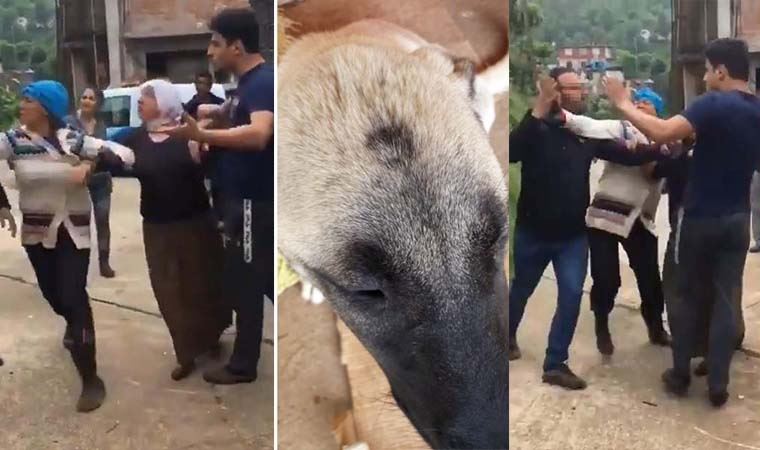 Mahallede köpek istemeyen karı-koca, hayvansever kadına saldırdı