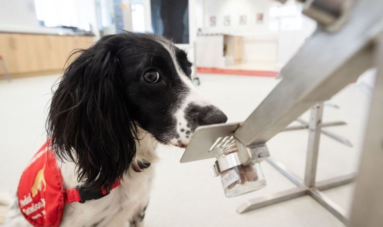 Köpekler koronavirüsün tespit edilmesinde kullanılabilir mi?