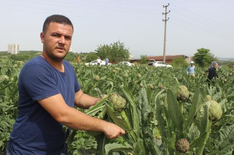 Enginarlar hasadı başladı: Dönümü 15 bin lira kazandırıyor