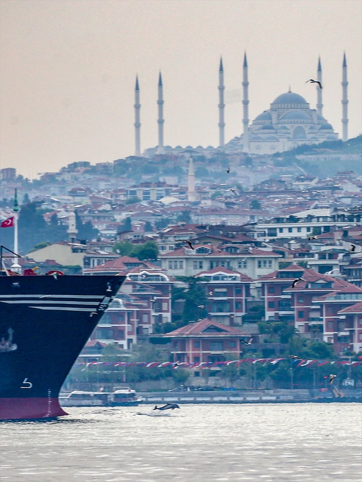 Yunuslar İstanbul Boğazı'nda şov yaptı