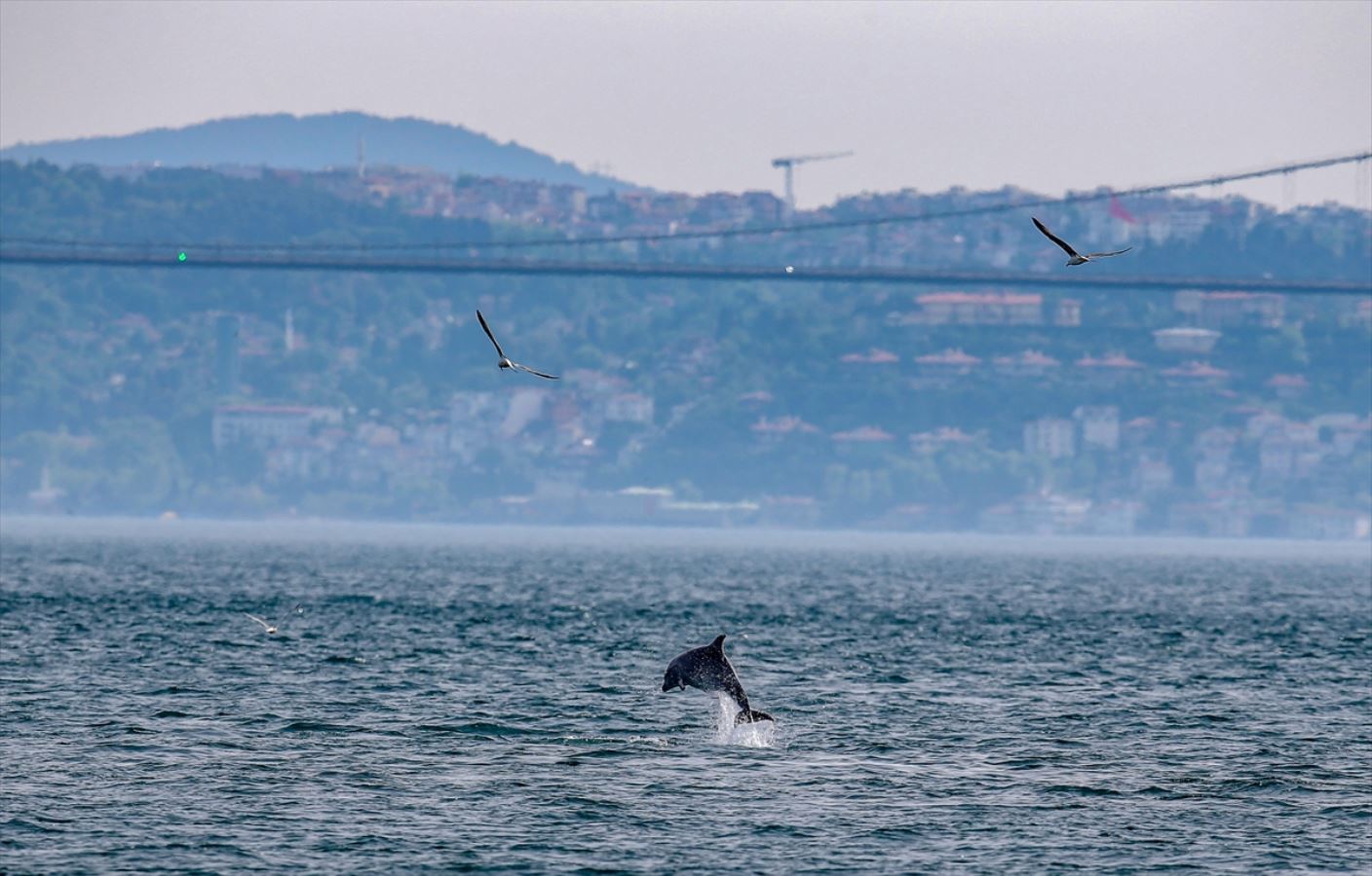 Yunuslar İstanbul Boğazı'nda şov yaptı