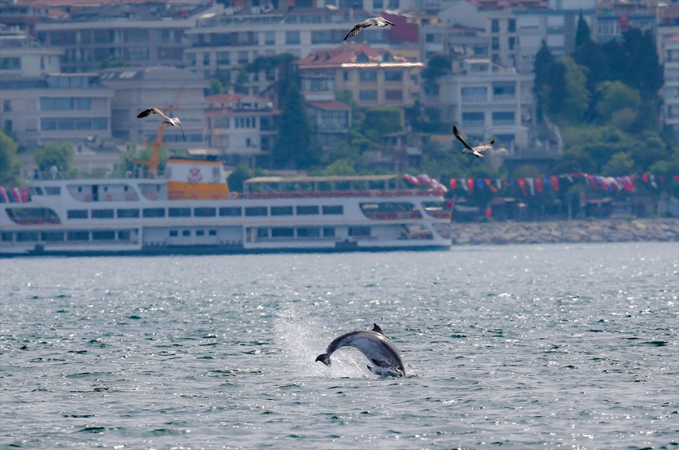 Yunuslar İstanbul Boğazı'nda şov yaptı