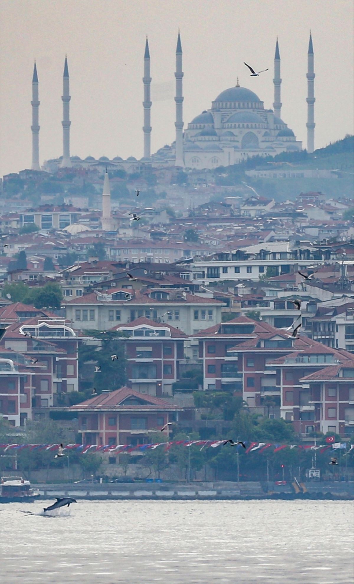 Yunuslar İstanbul Boğazı'nda şov yaptı