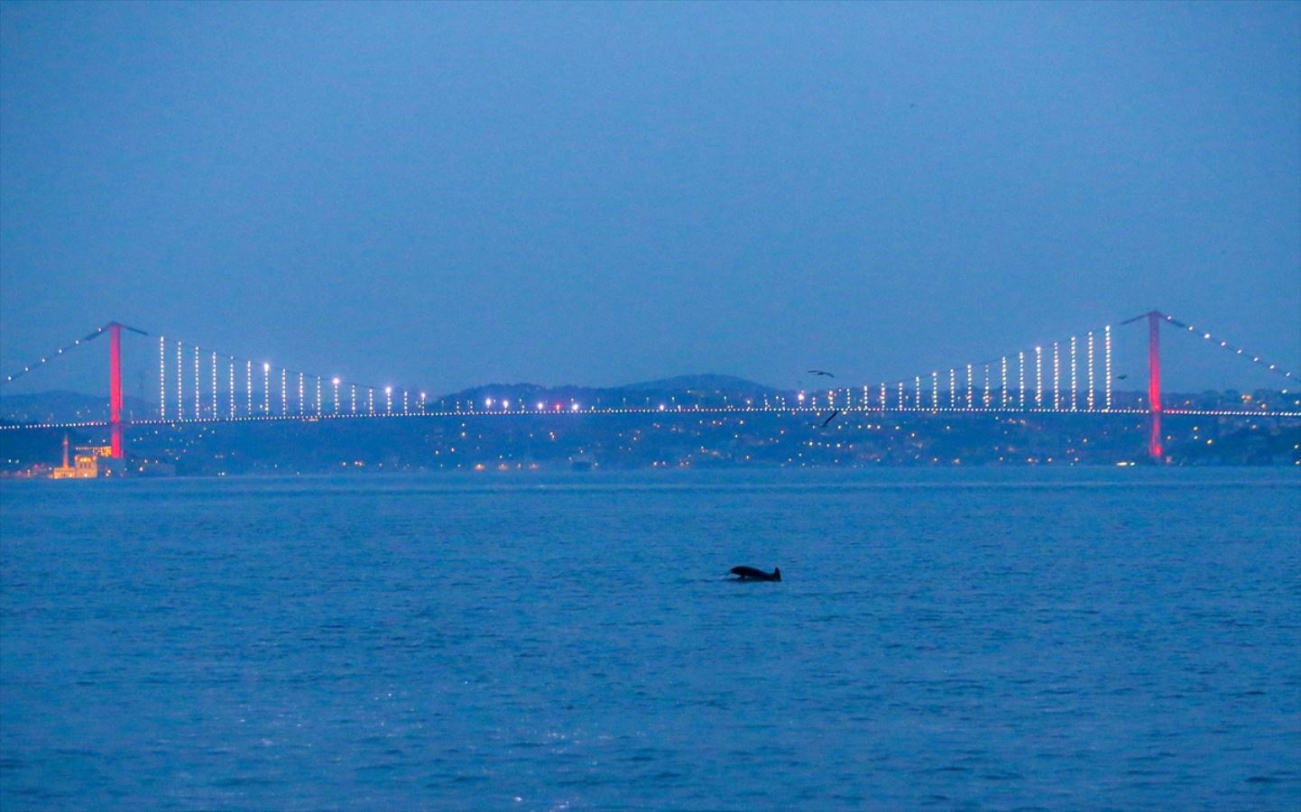 Yunuslar İstanbul Boğazı'nda şov yaptı