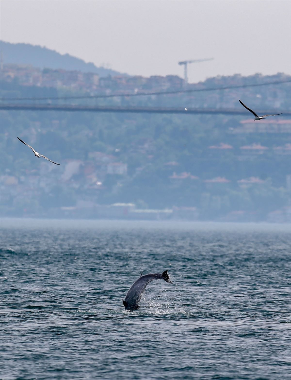 Yunuslar İstanbul Boğazı'nda şov yaptı