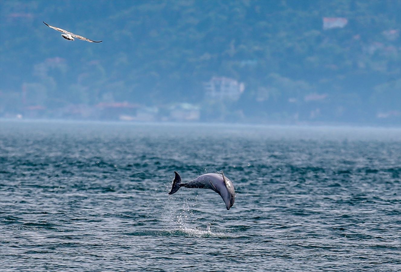 Yunuslar İstanbul Boğazı'nda şov yaptı