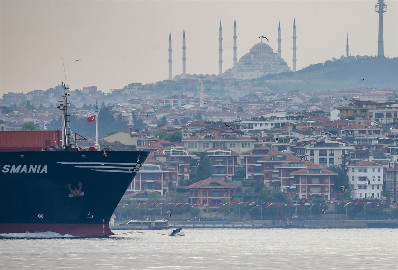 Yunuslar İstanbul Boğazı'nda şov yaptı