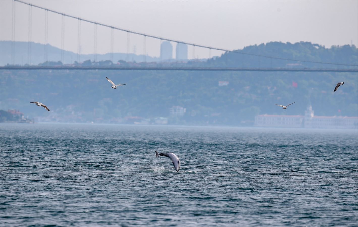 Yunuslar İstanbul Boğazı'nda şov yaptı