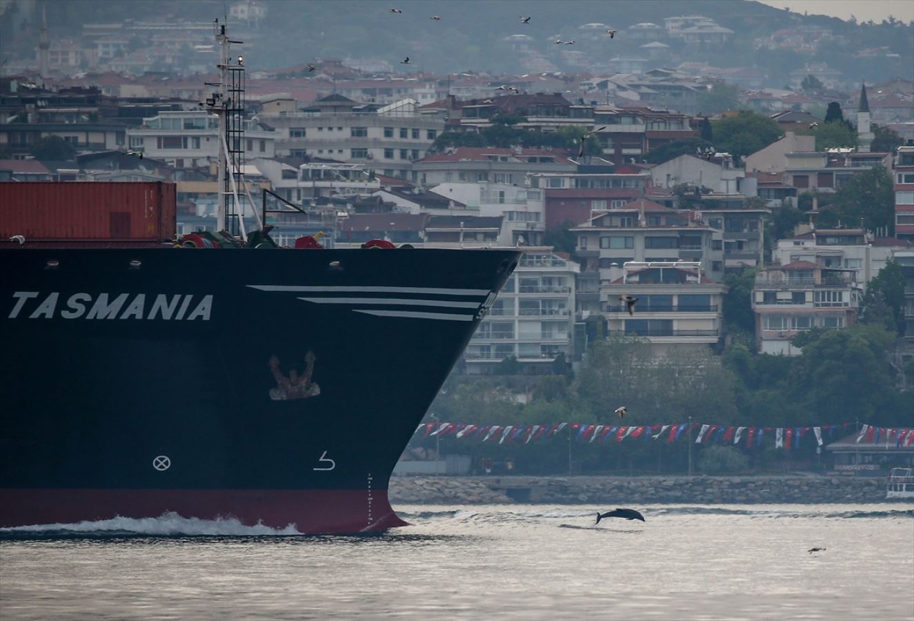 Yunuslar İstanbul Boğazı'nda şov yaptı