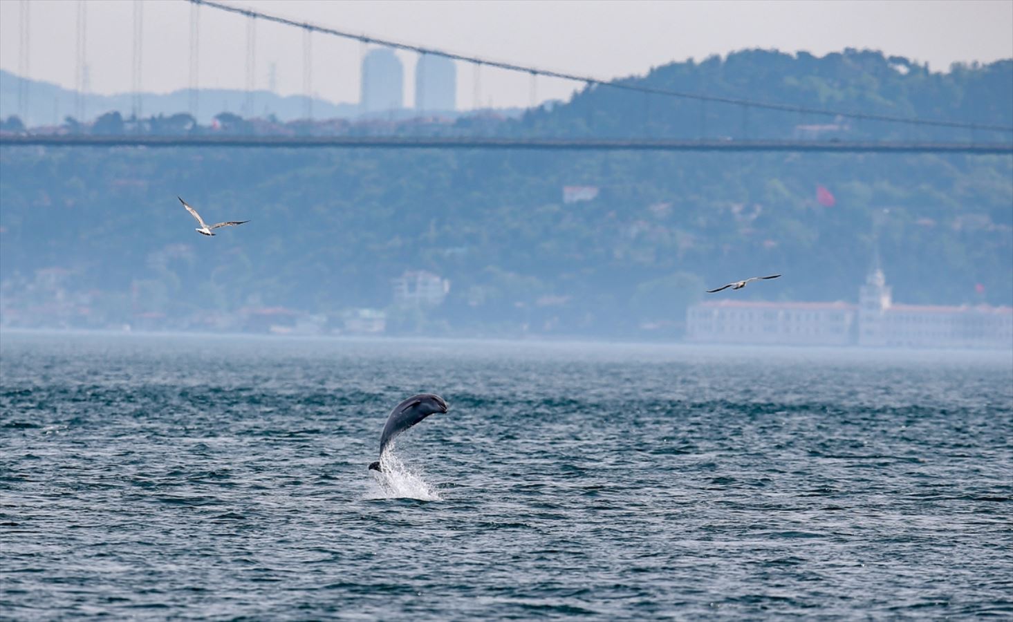 Yunuslar İstanbul Boğazı'nda şov yaptı