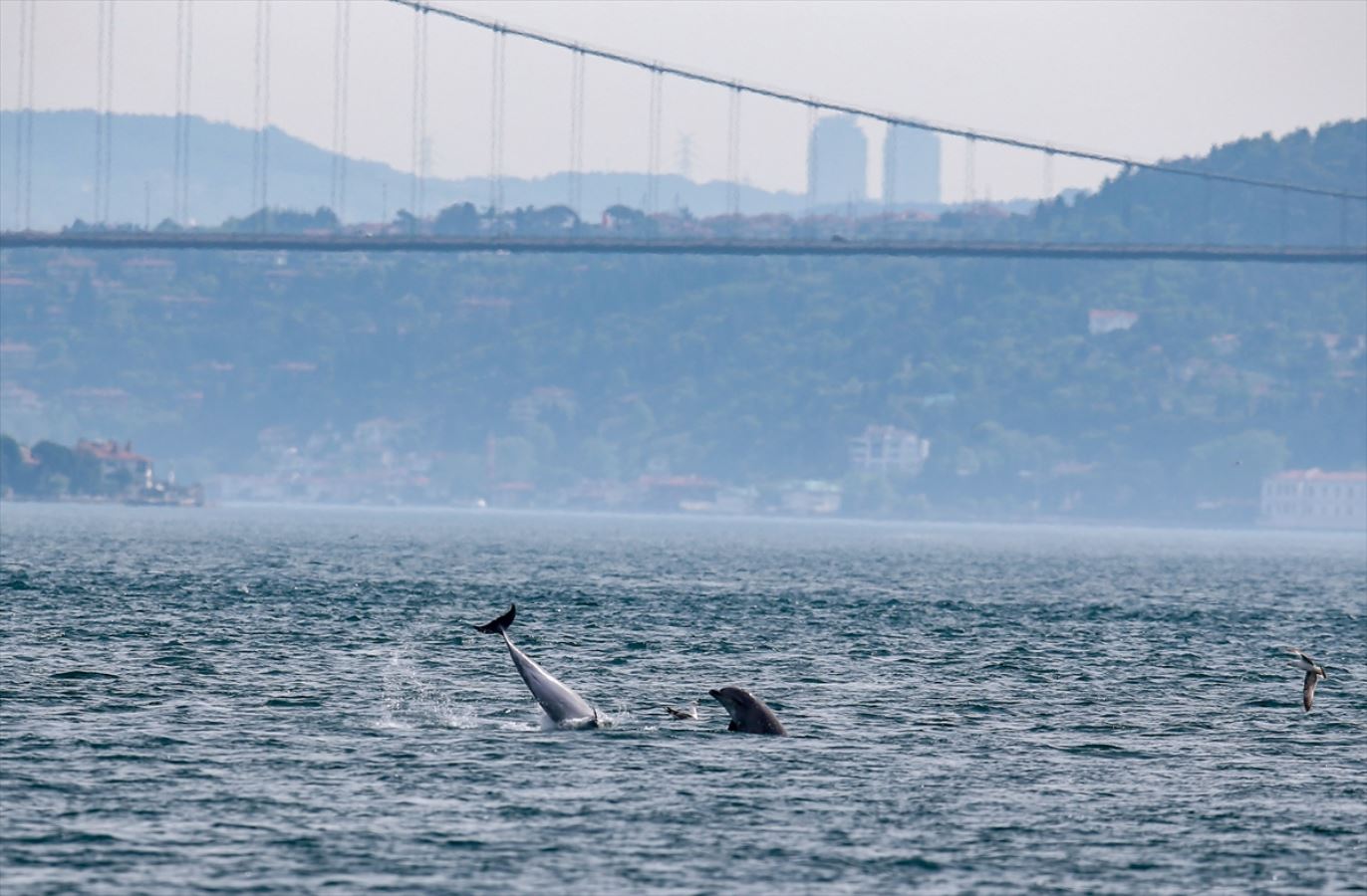 Yunuslar İstanbul Boğazı'nda şov yaptı