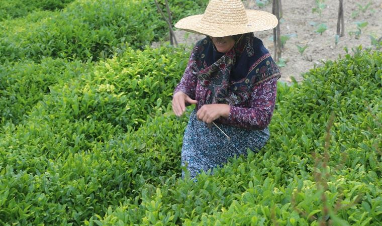 20 bin çay üreticisinin giriş yapacağı Rize’de alarm verildi