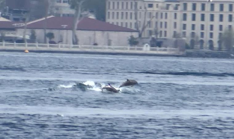 Yunusların dalgalarla dansı Üsküdar'dan görüntülendi