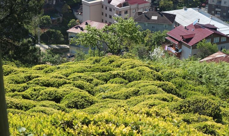 Köy köy gezerek 6 bin 900 TL maaşla, 2 bin çay işçisi arıyorlar