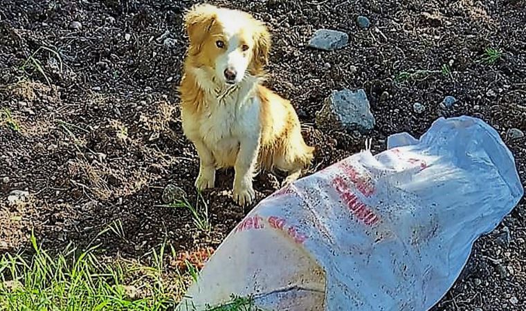 Ağzı bağlı çuvala konulan köpek, ölüme terk edildi