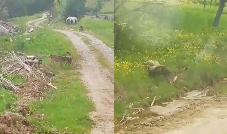 Artvin'de köye inen kurtlar görüntülendi