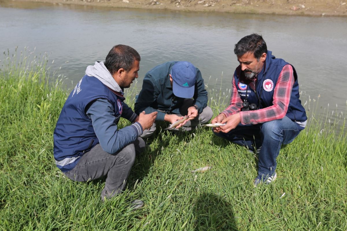 Van'da balık ölümlerinin yaşandığı çayda inceleme yapıldı