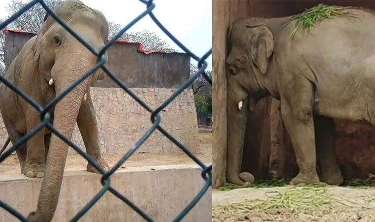 Pakistan’da 35 yıldır işkence gören 'Kaavan' artık özgür!