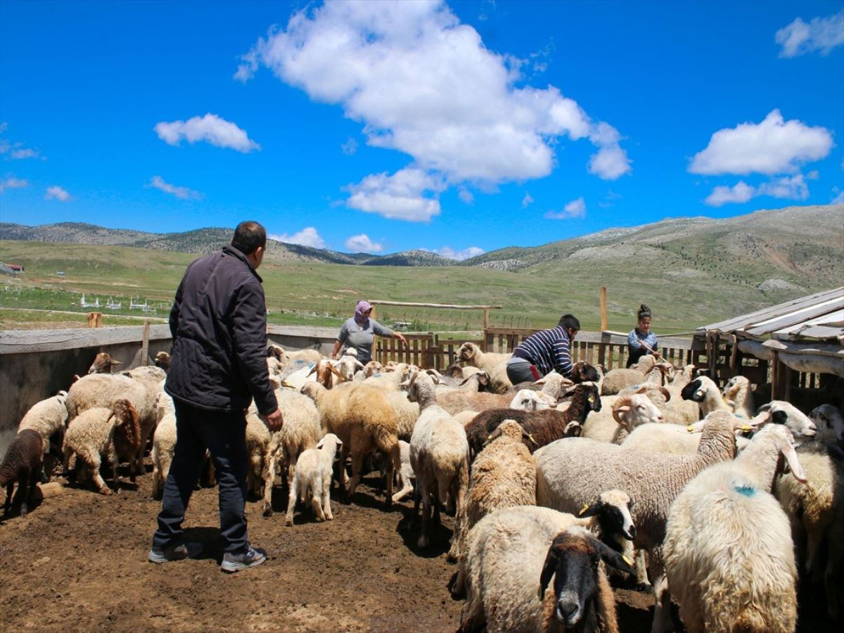 Yörüklerin yaylalardaki yaşam mücadelesi